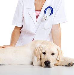 dental lab educational videos